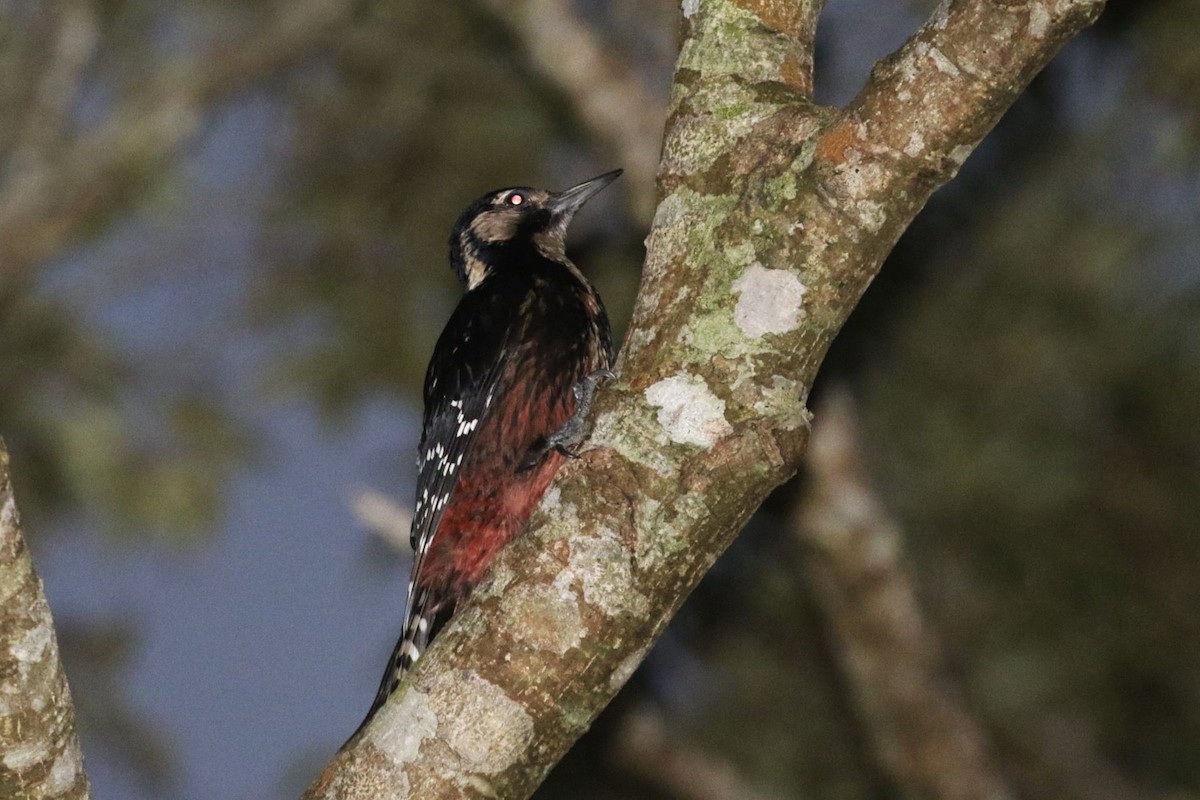 White-backed Woodpecker (Amami) - Charley Hesse TROPICAL BIRDING
