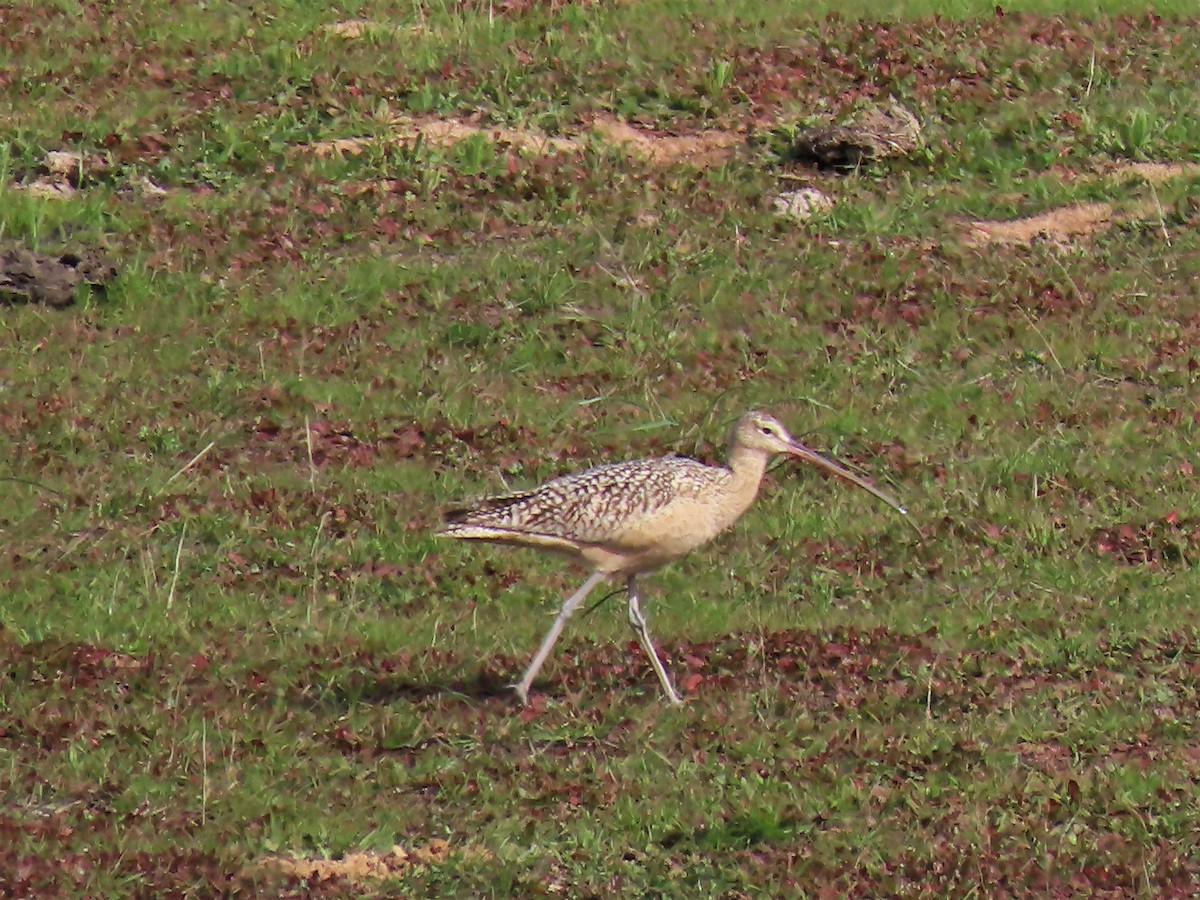 Long-billed Curlew - ML535897871
