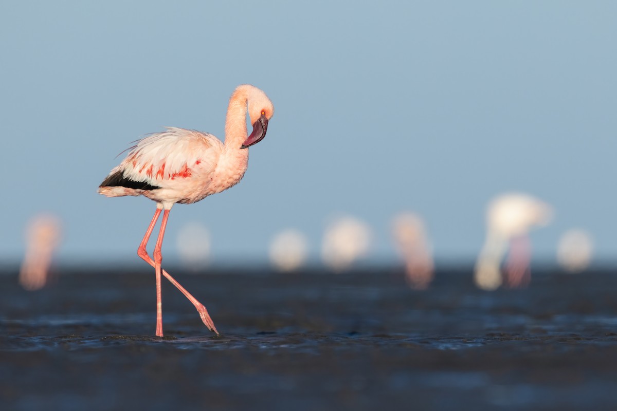 Lesser Flamingo - Dorian Anderson