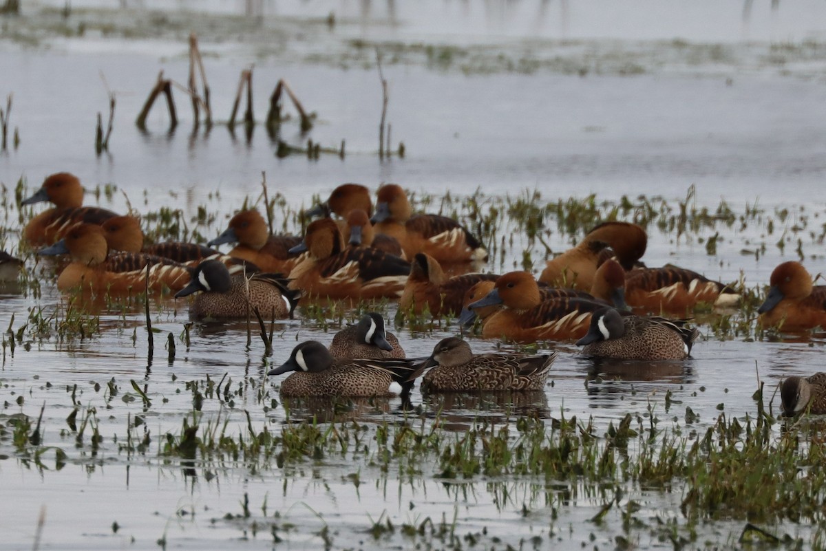 eBird Checklist 16 Feb 2023 Anahuac National Wildlife Refuge