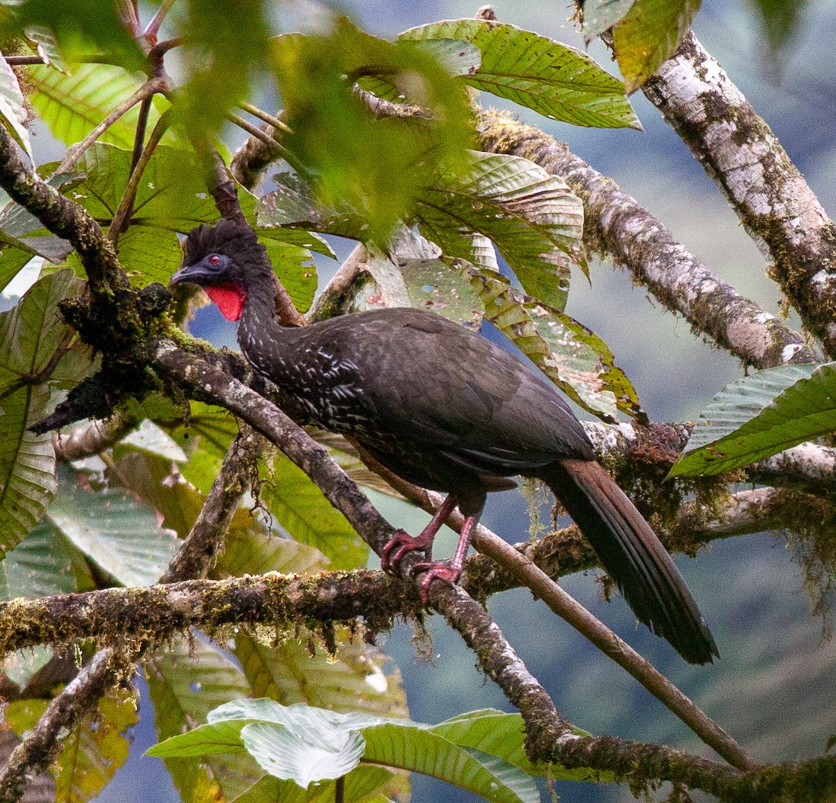 Crested Guan - ML535909841