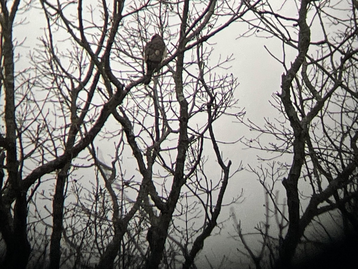 ebird-checklist-11-feb-2023-virginia-tech-vet-school-pond-18-species