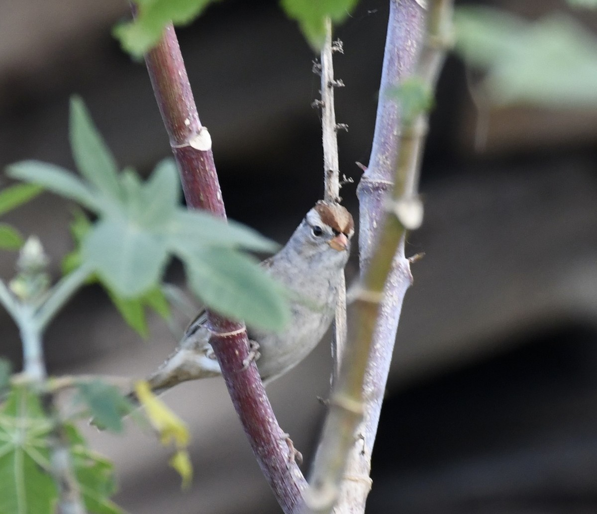 White-crowned Sparrow - ML535914041