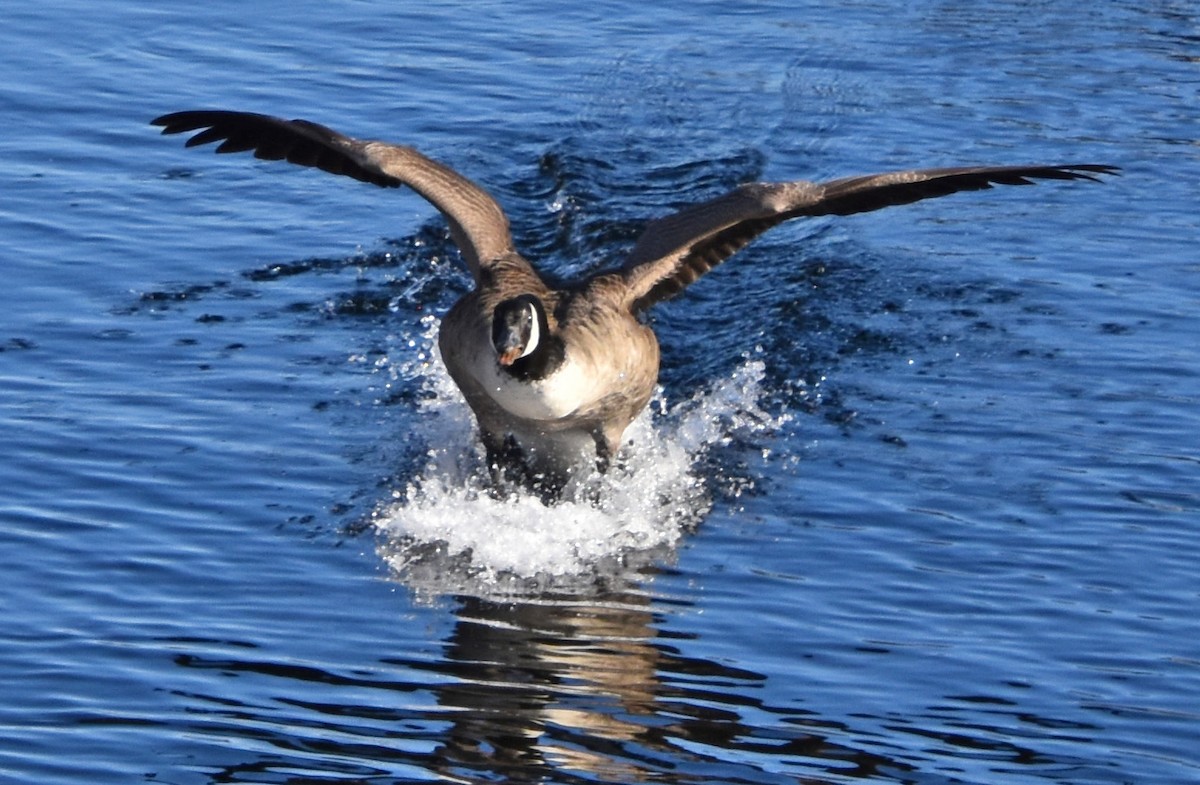 eBird Checklist - 11 Feb 2023 - Sudbury Reservoir Trail - Wachusett ...