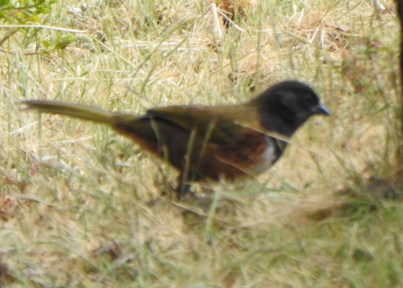 Spotted Towhee (Olive-backed) - ML535919961