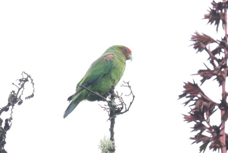 Red-faced Parrot - ML535922401