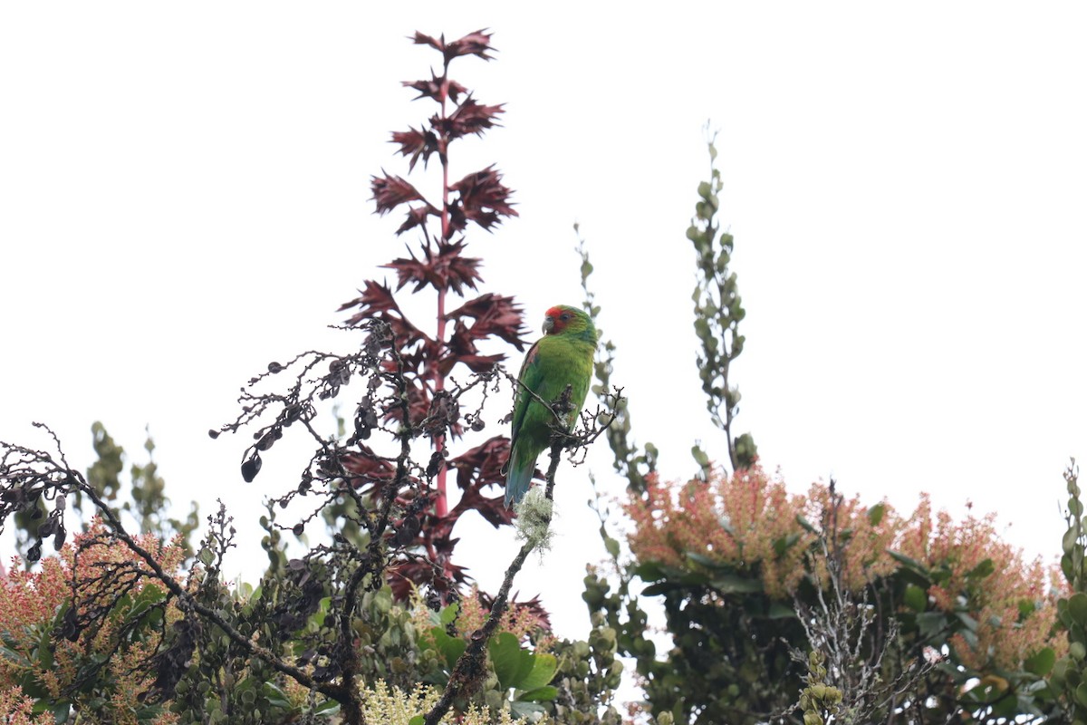 Red-faced Parrot - ML535922411
