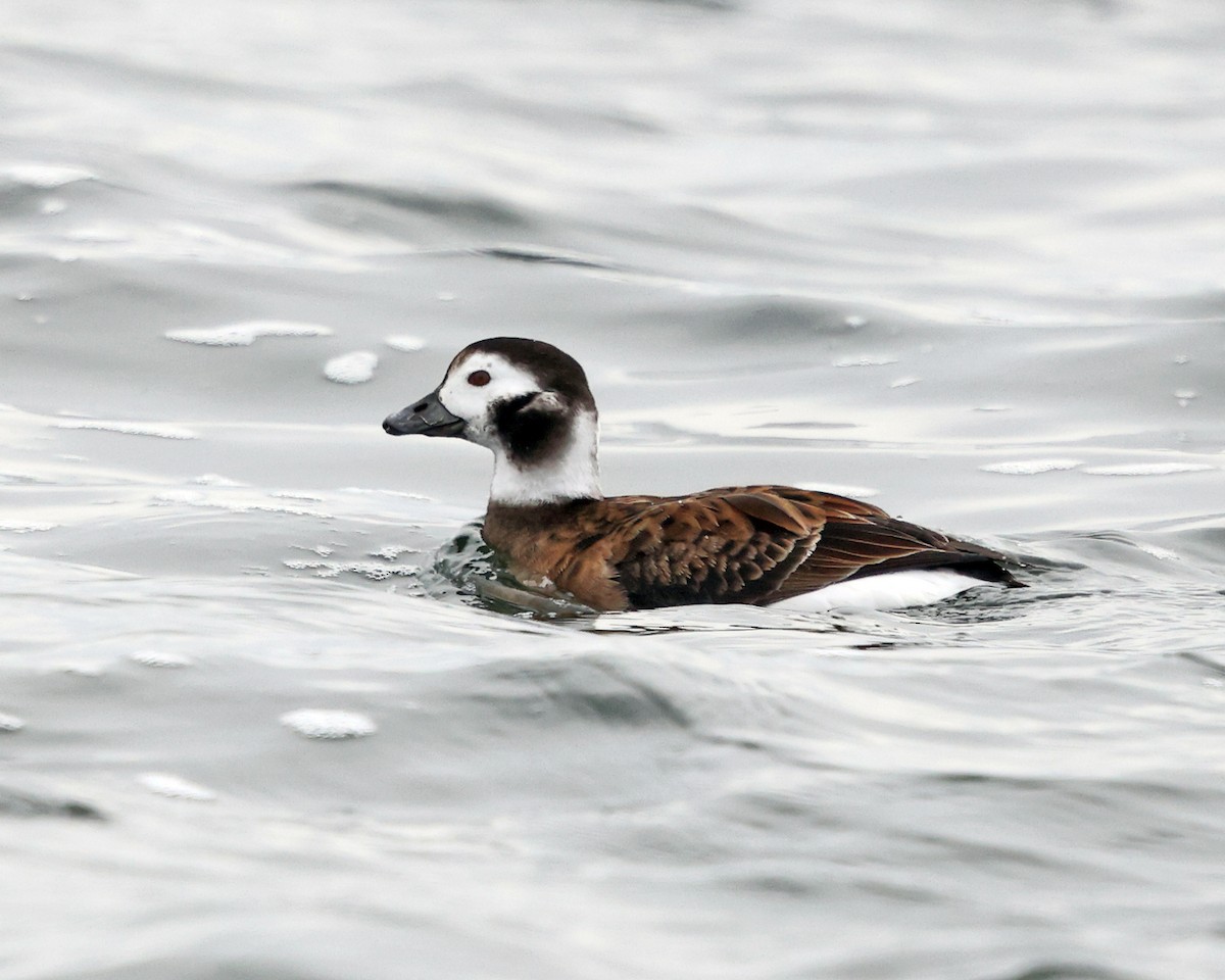 Long-tailed Duck - ML535926941