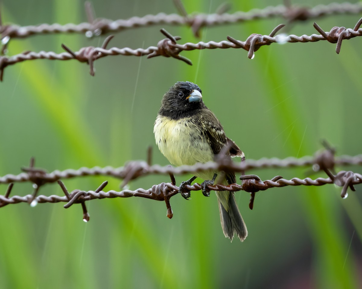 Yellow-bellied Seedeater - Sui Fernández