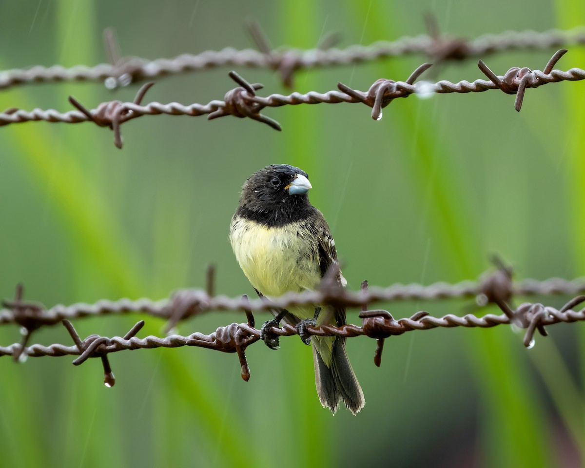 Yellow-bellied Seedeater - Sui Fernández