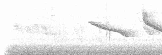 ノドグロハナサシミツドリ（brunneiventris） - ML535931191