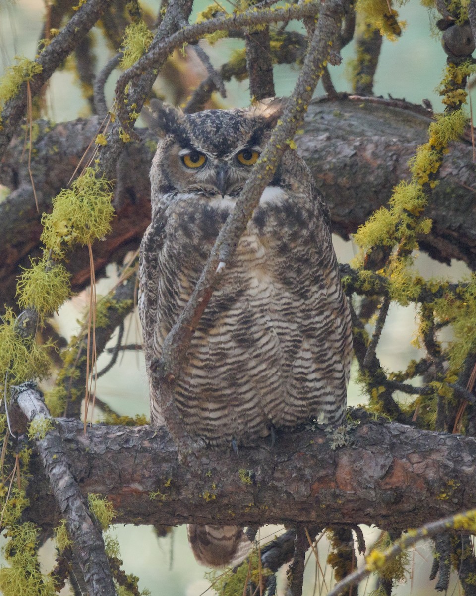 Great Horned Owl - ML535932471