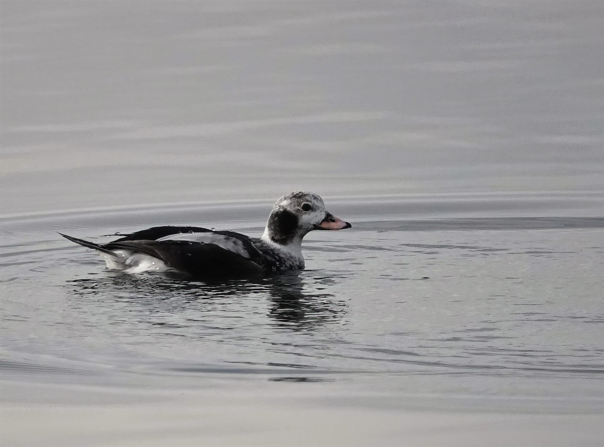 Long-tailed Duck - ML535937161