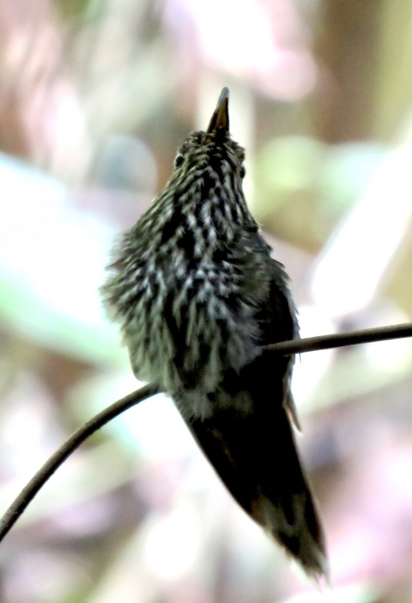 kolibřík orlozobec - ML535938211