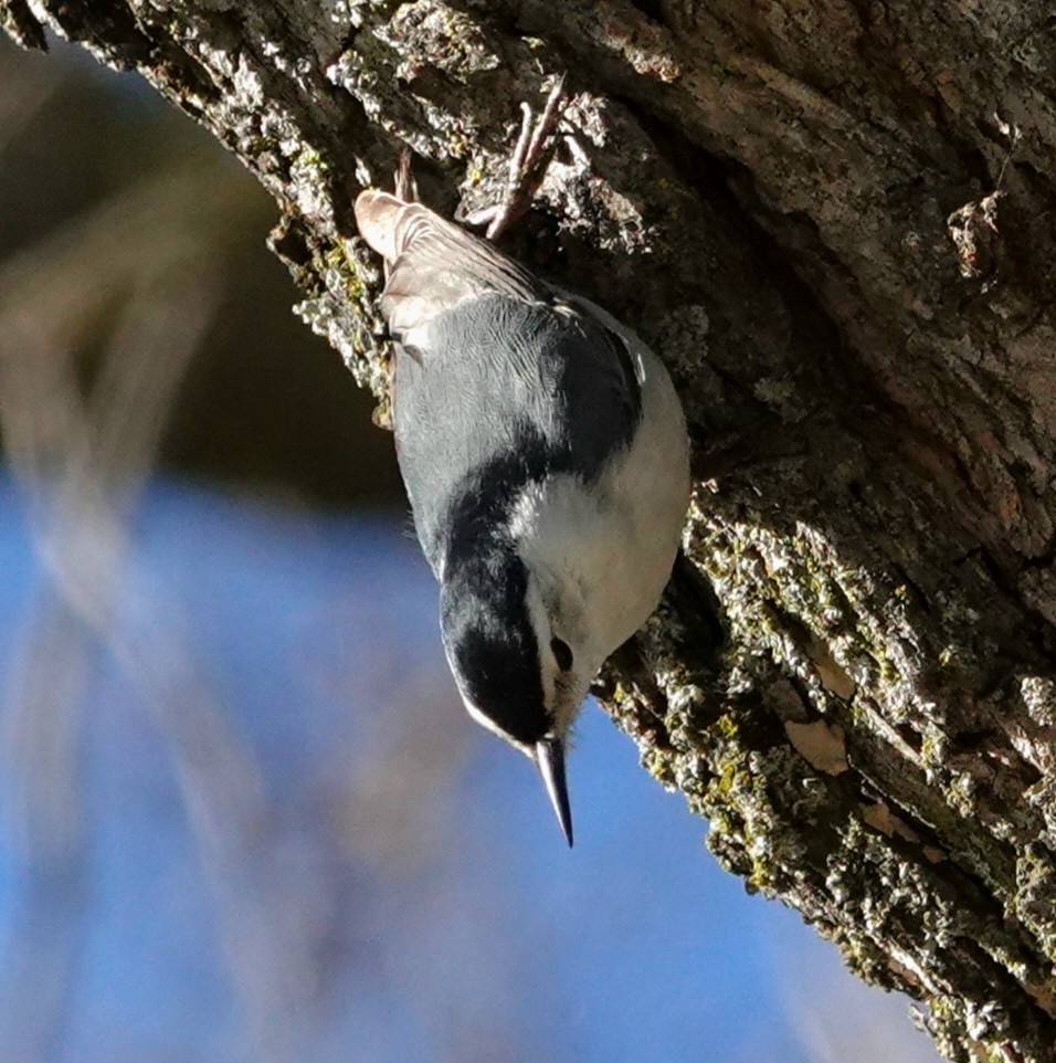 White-breasted Nuthatch - ML535941231