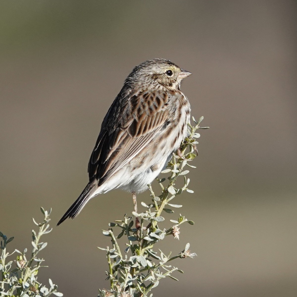 Savannah Sparrow - ML535941321