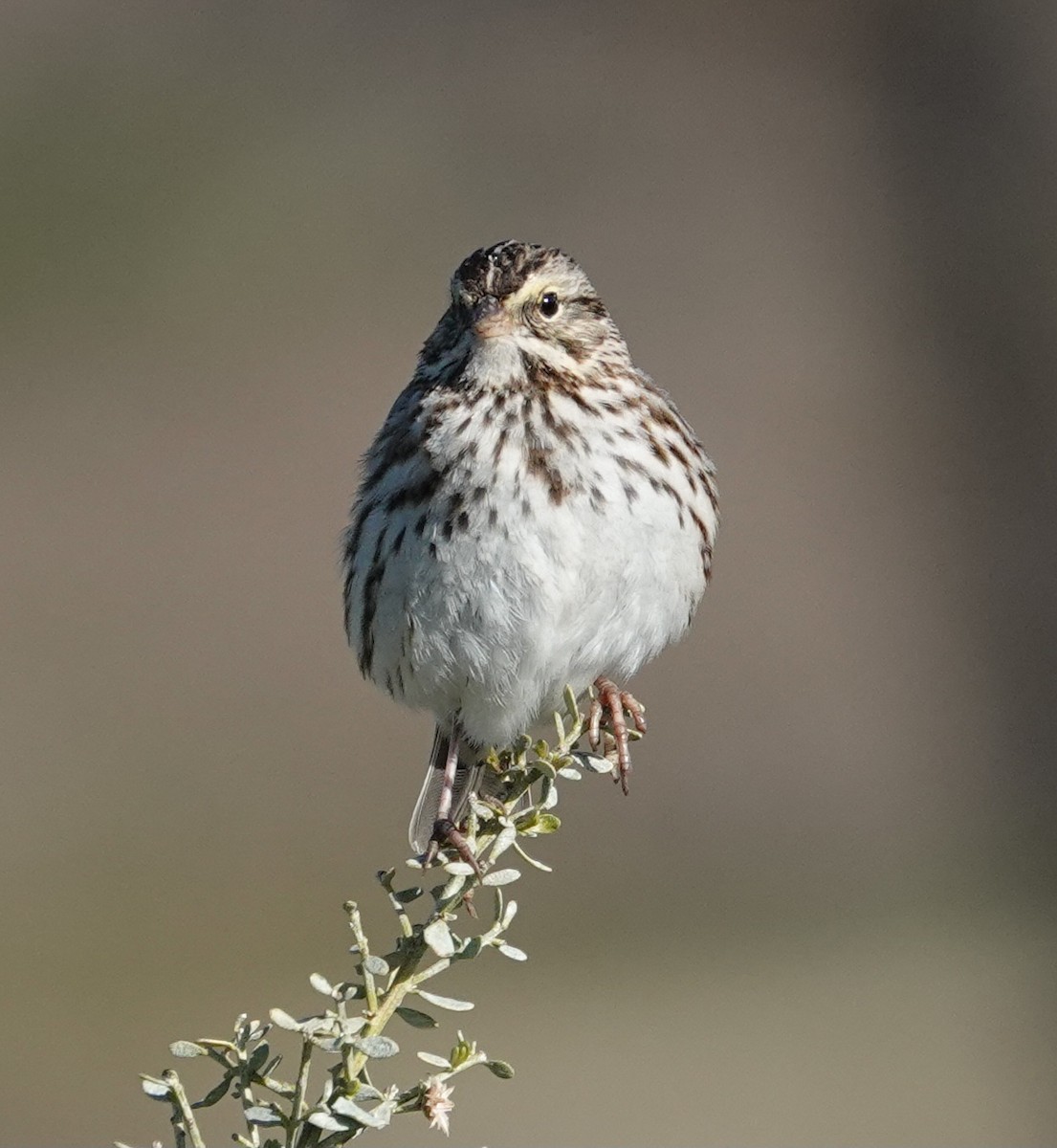 Savannah Sparrow - ML535941511