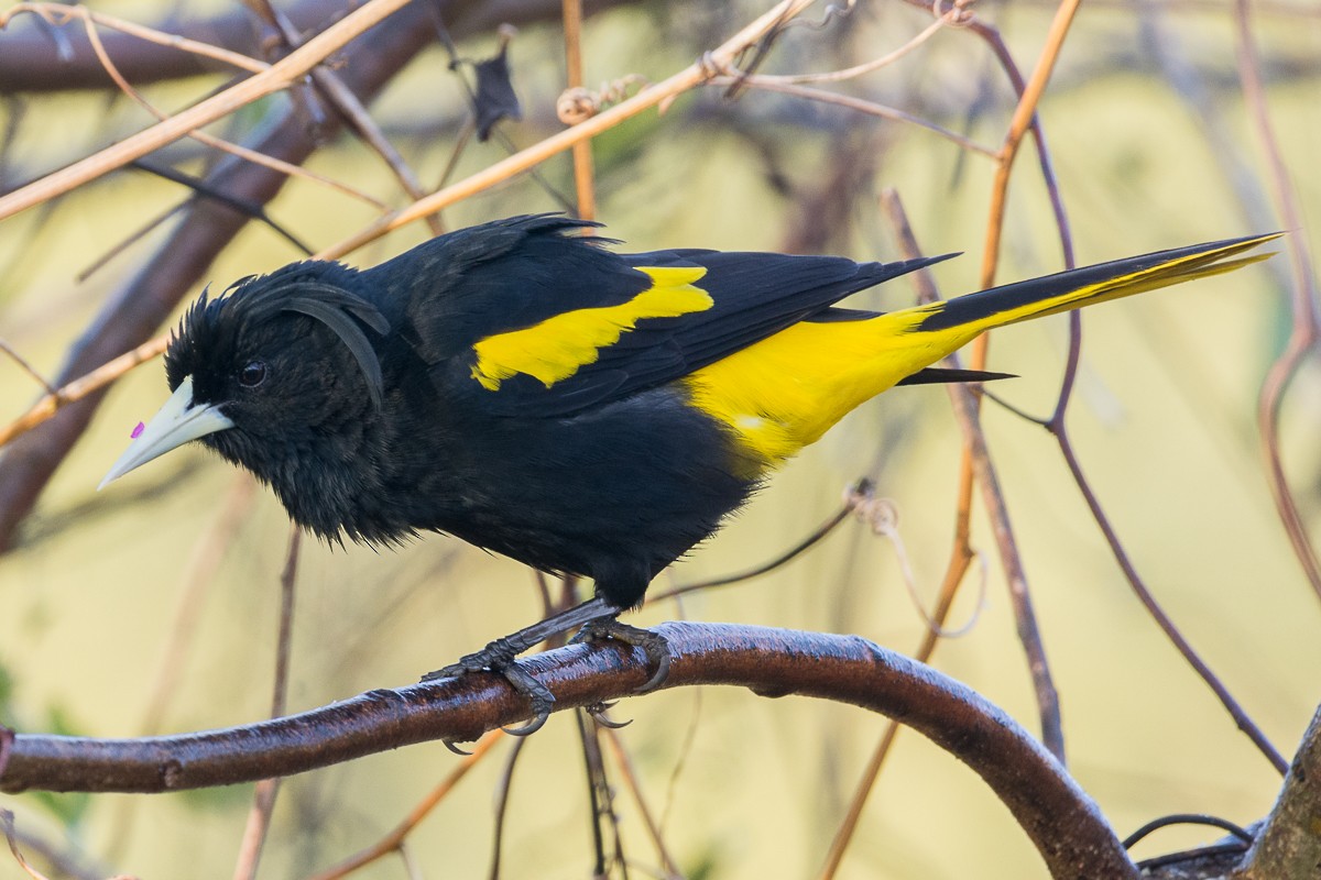 Yellow-winged Cacique - ML535941771