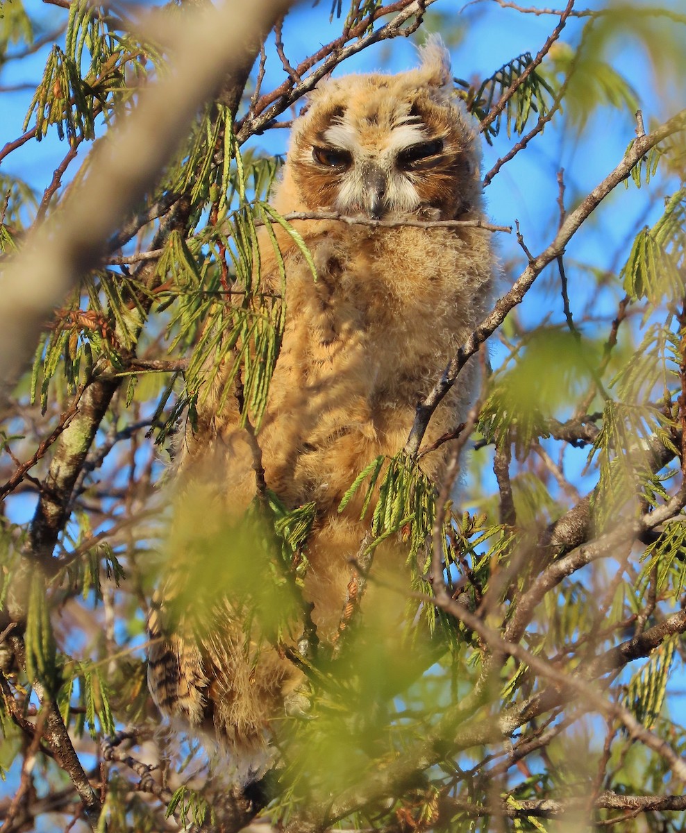 Striped Owl - ML535946351