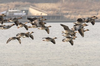 Tundra Bean-Goose, ML535946571