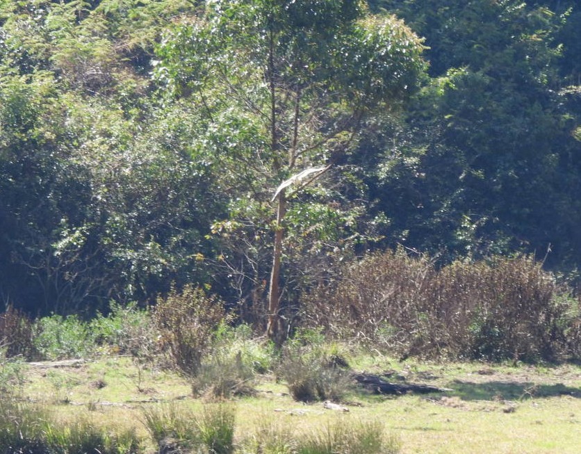 ibis černohlavý - ML535946961