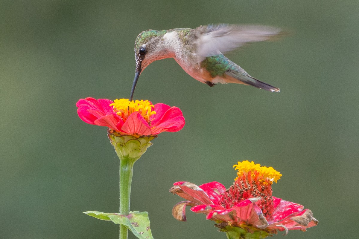 Ruby-throated Hummingbird - Juan Miguel Artigas Azas