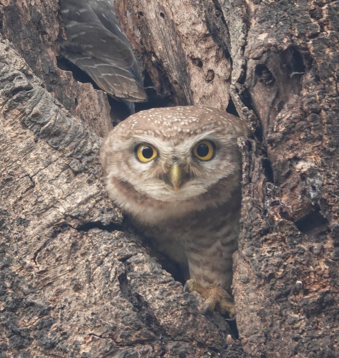 Spotted Owlet - ML535958221