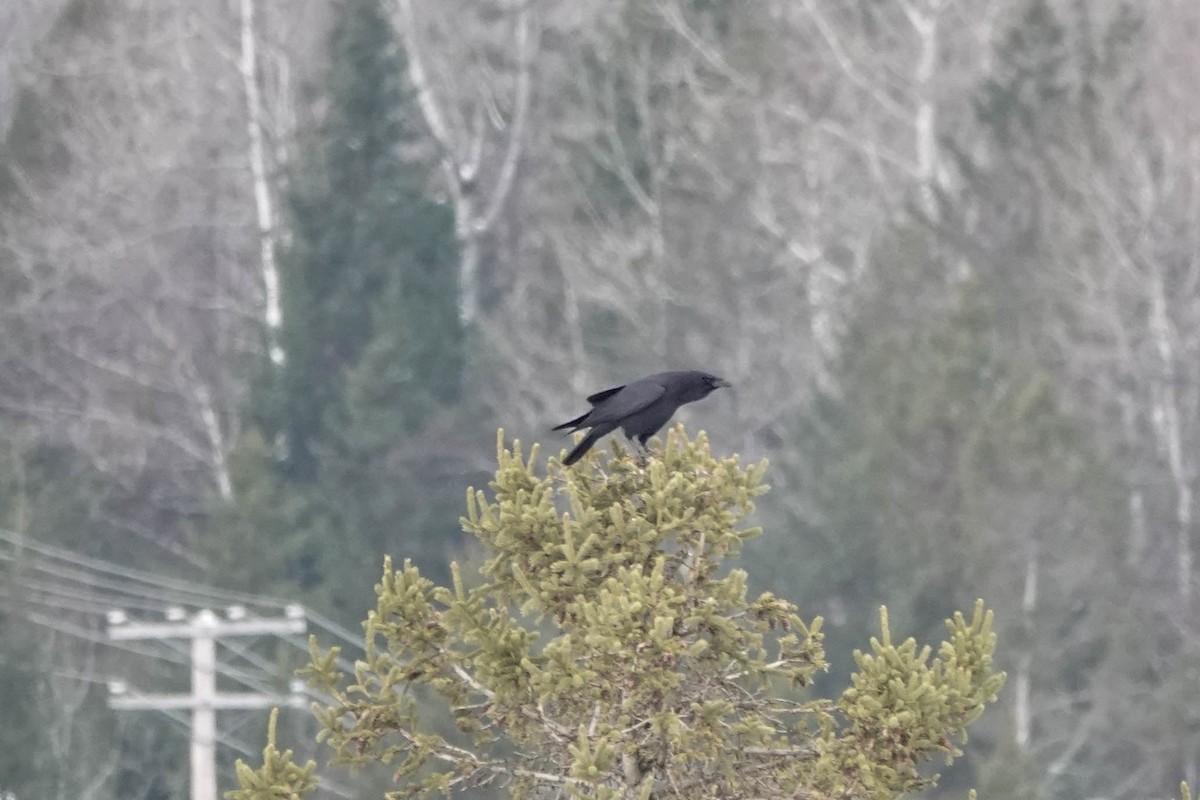 American Crow - ML535960031