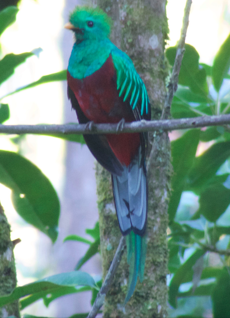 Quetzal resplendissant (costaricensis) - ML53596031