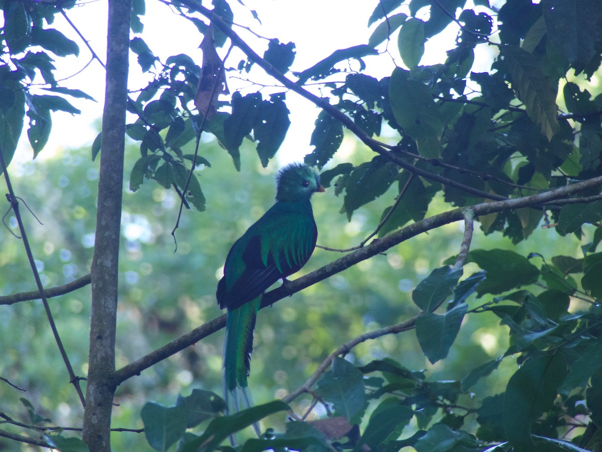 Quetzal resplendissant (costaricensis) - ML53596041