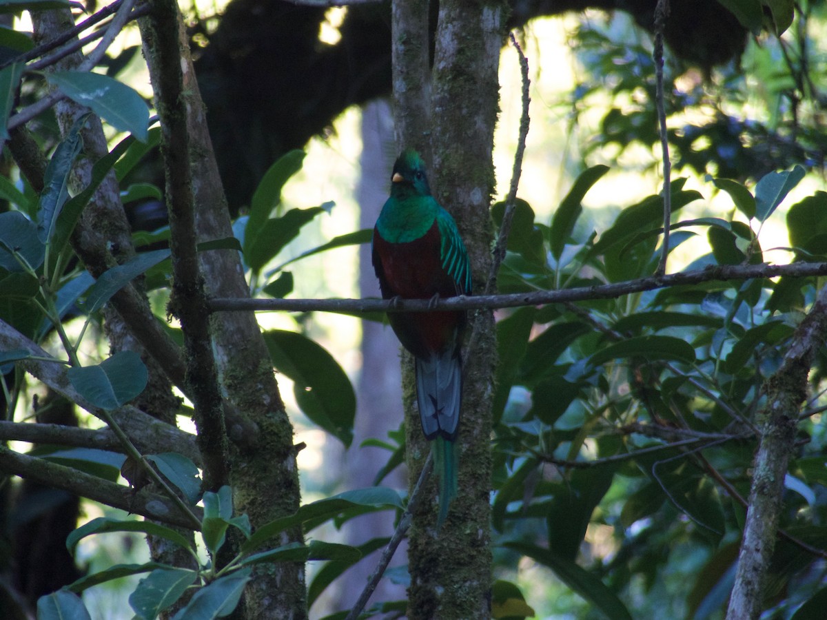 Quetzal resplendissant (costaricensis) - ML53596051