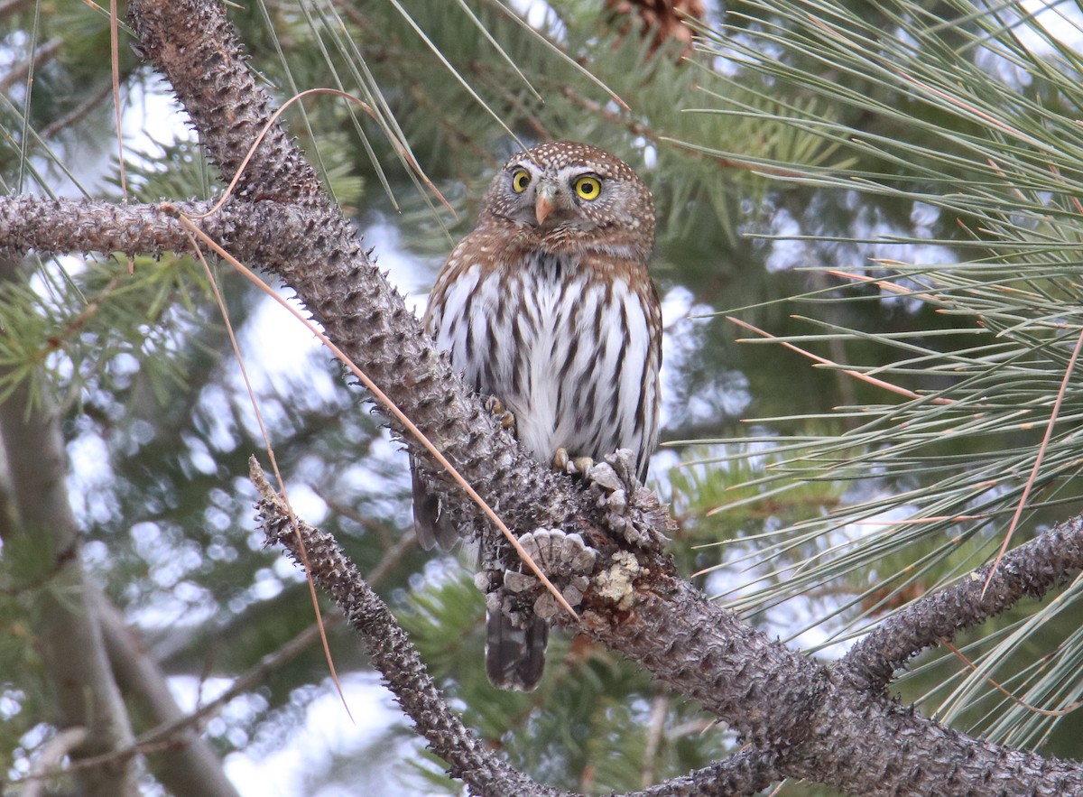 Northern Pygmy-Owl - ML535960601