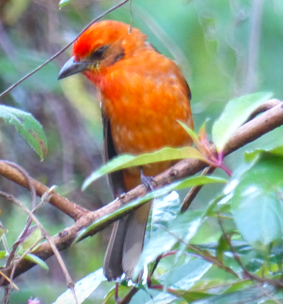 Flame-colored Tanager - ML53596181