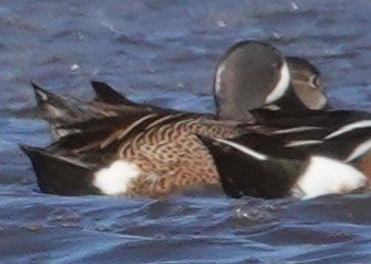 Blue-winged Teal - ML535967181
