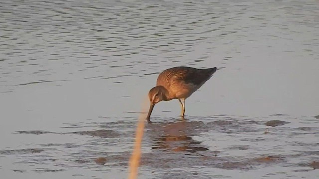 Long-billed Dowitcher - ML535969411