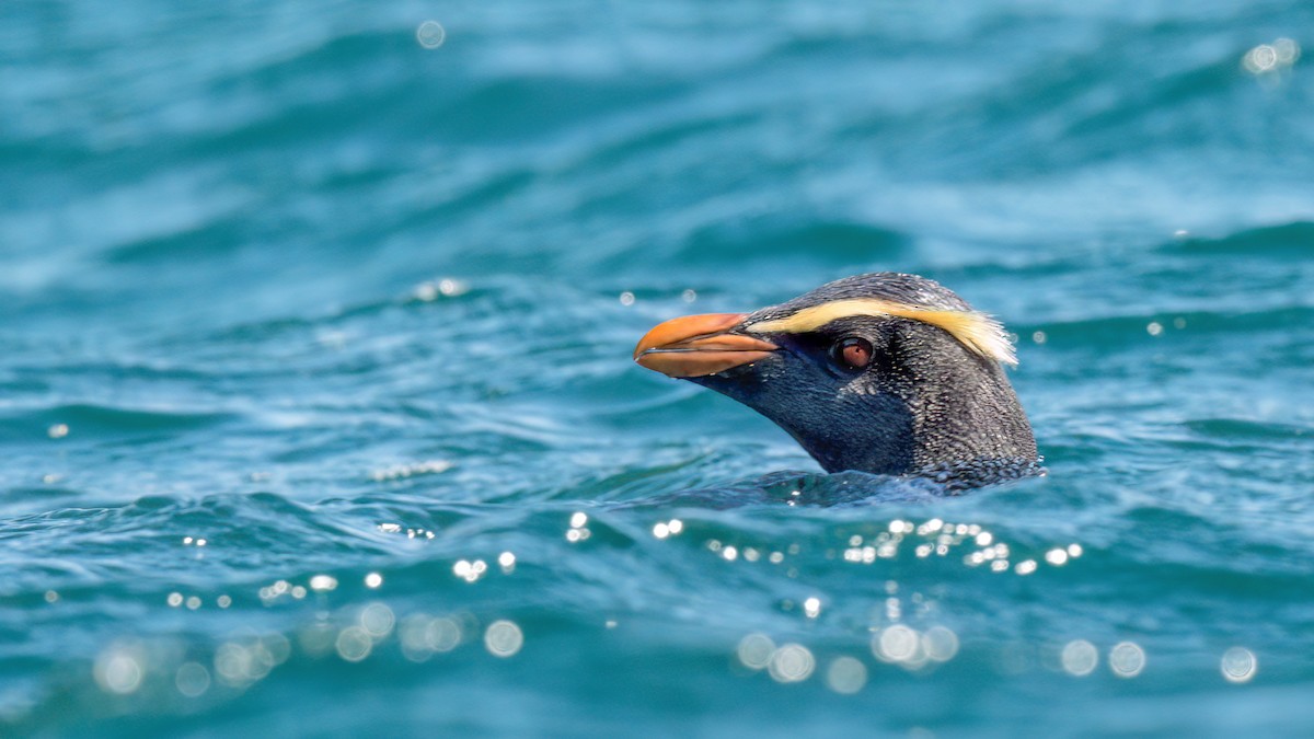 Fiordland Penguin - Steve Colwell