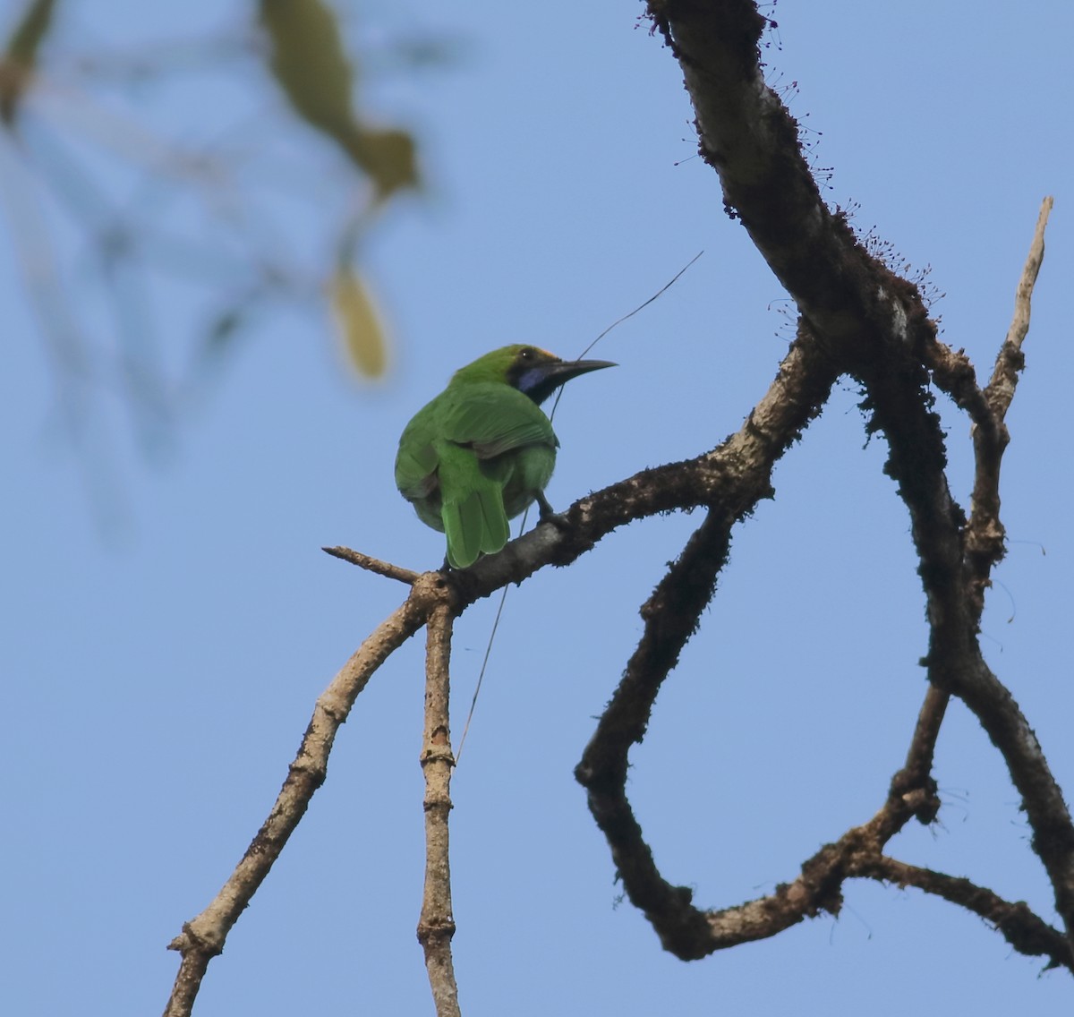 Golden-fronted Leafbird - Savio Fonseca (www.avocet-peregrine.com)