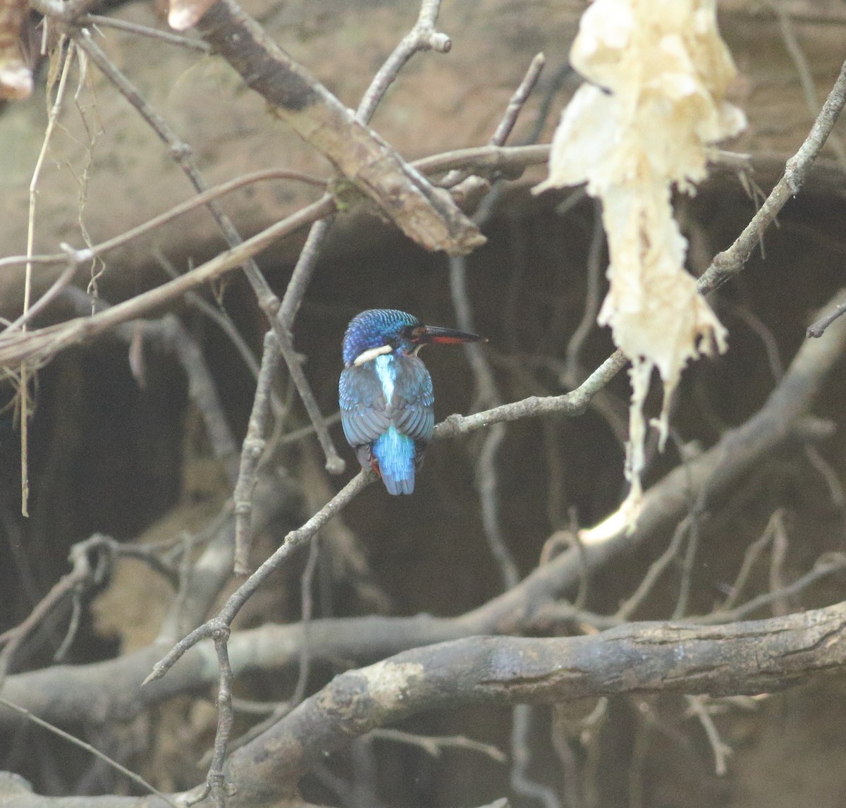 Blue-eared Kingfisher - ML535973811