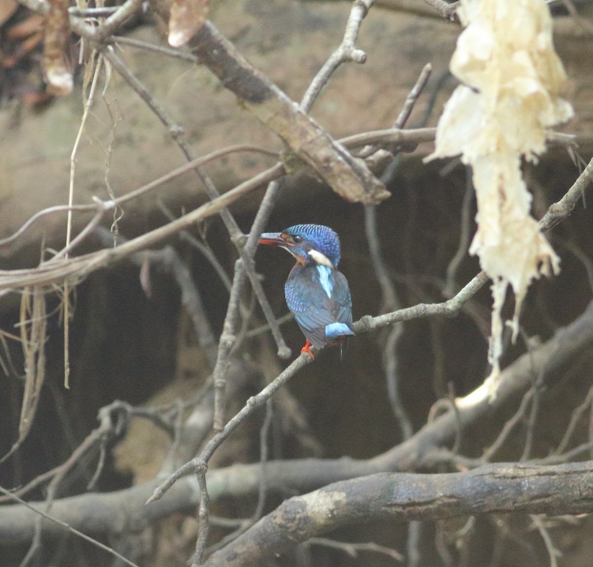 Blue-eared Kingfisher - ML535973821