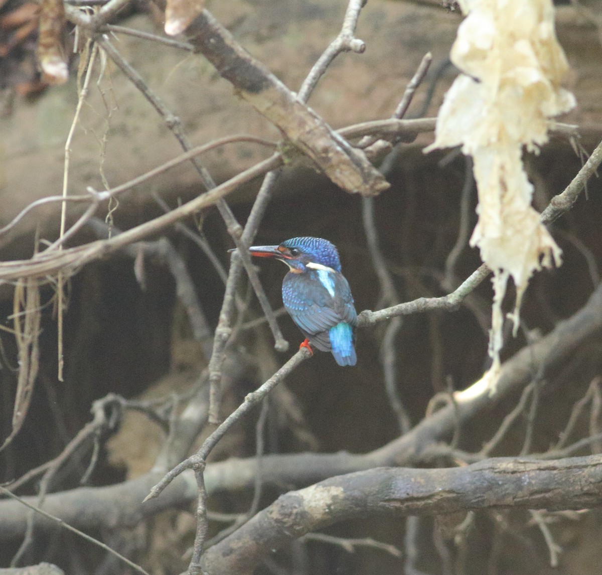 Blue-eared Kingfisher - ML535973841