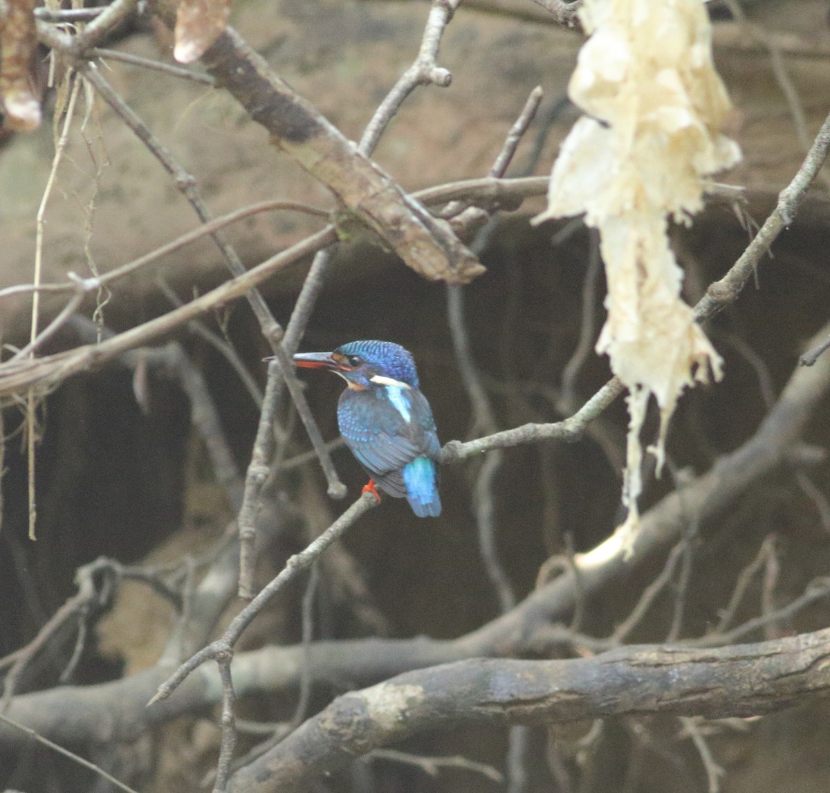 Blue-eared Kingfisher - ML535973851