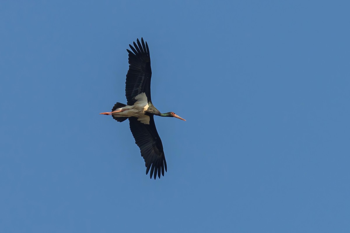 Black Stork - Sri Teja