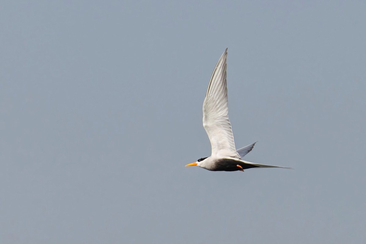 Black-bellied Tern - ML535977521