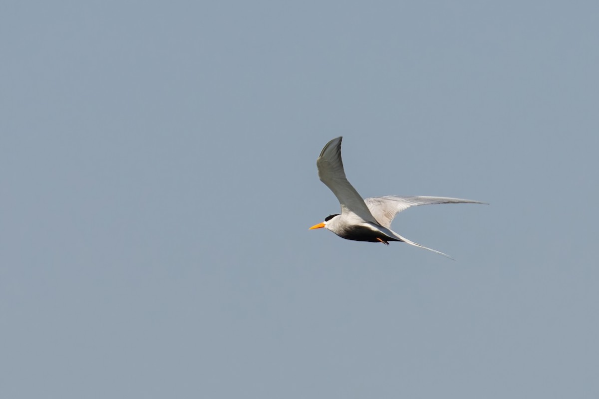 Black-bellied Tern - ML535977531