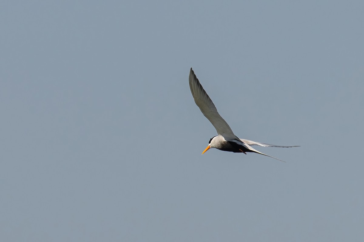 Black-bellied Tern - ML535977541