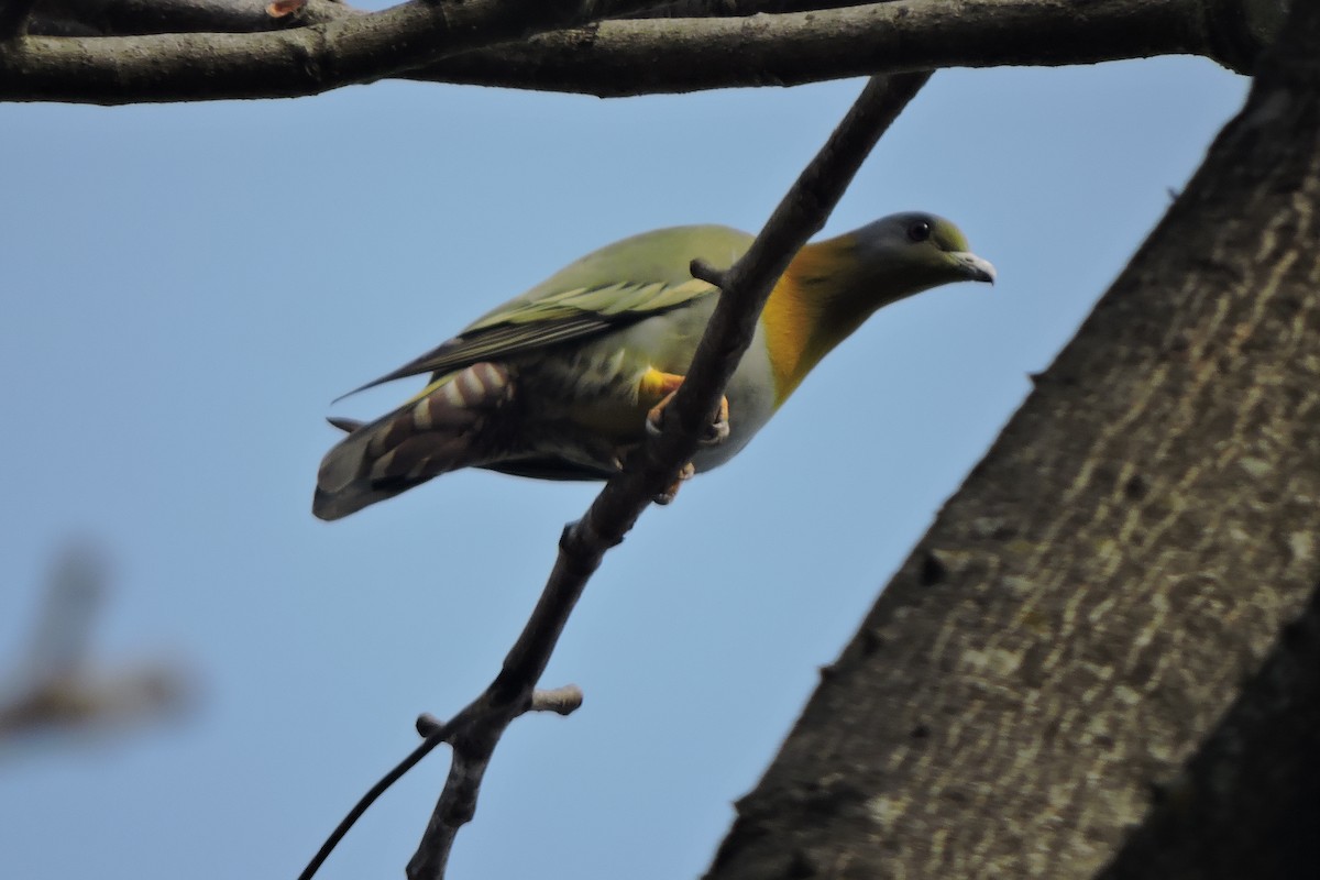 Yellow-footed Green-Pigeon - ML535977881