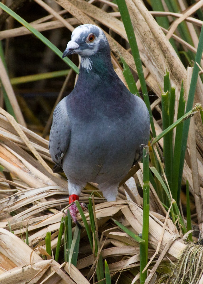 Rock Pigeon (Feral Pigeon) - ML53597811