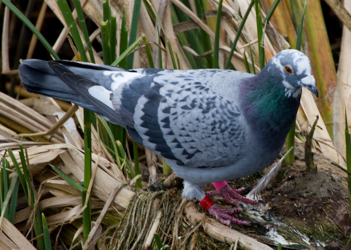 Сизый голубь (Одомашненного типа) - ML53597821