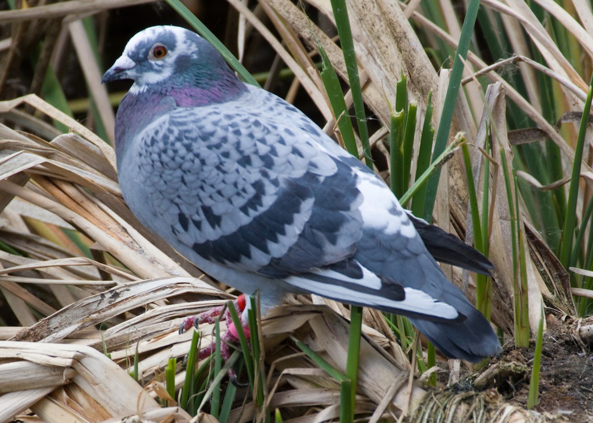 Сизый голубь (Одомашненного типа) - ML53597841