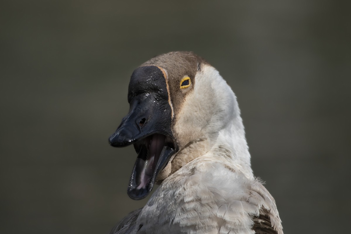 Swan Goose (Domestic type) - ML535988911
